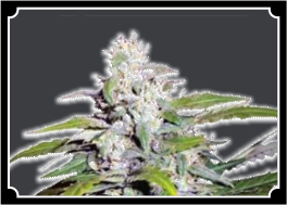 Lowryder Autoflower